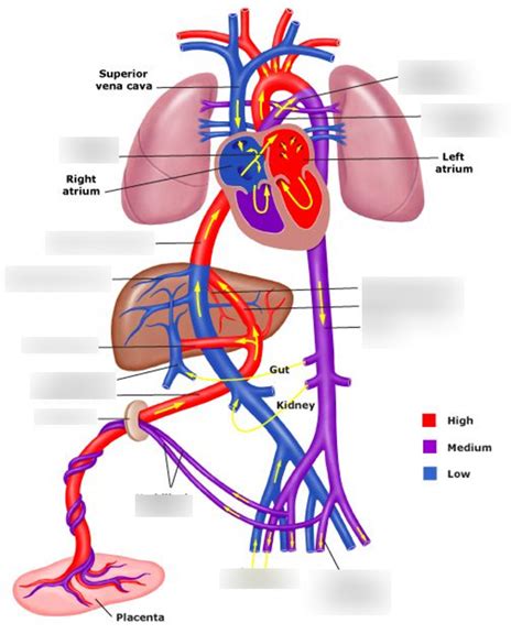 臍靜脈充氧血|胎兒血液循環(Fetal circulation)